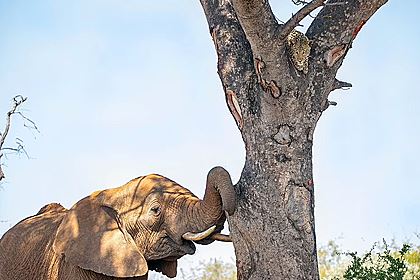 Леопарду пришлось спрятаться на дереве от разъяренного слона