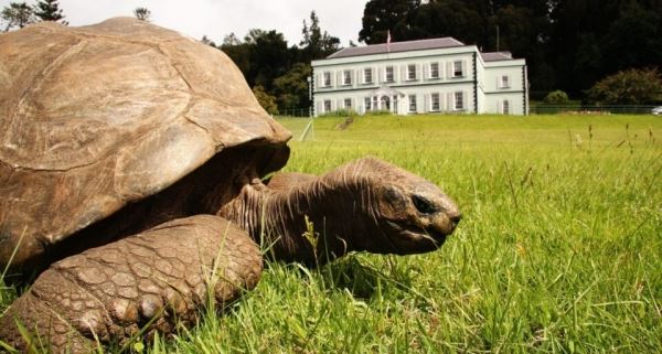 Самой старой черепахе в мире исполнилось 190 лет